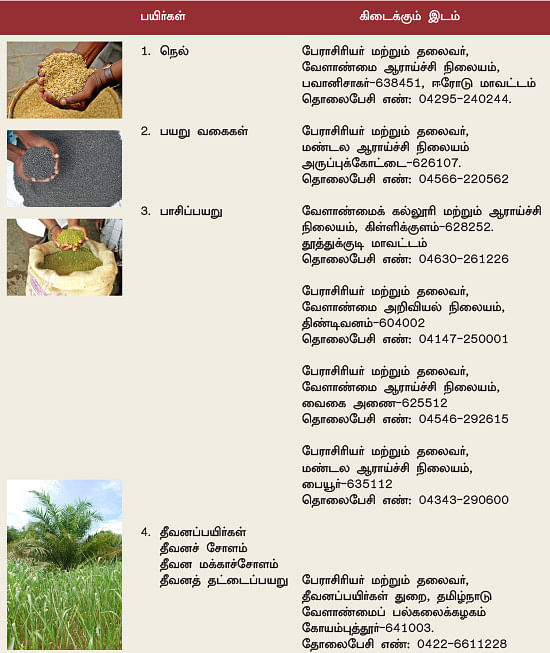 நீங்கள் கேட்டவை: தீவனச்சோள விதைகள் எங்கு கிடைக்கும்?