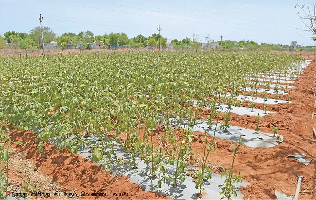 வளமான வருமானம் தரும் வெண்டை