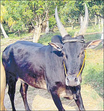 நீங்கள் கேட்டவை: விளைச்சலைக் கூட்டும் ‘மணிலா அகத்தி!’