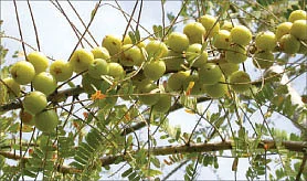 சித்த மருத்துவம் சிறப்பான தீர்வு!