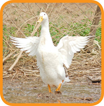என் செல்லமே...