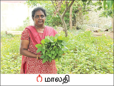20 சென்ட் வாரம் ரூ 8 ஆயிரம்... - தொடர் வருமானம் கொடுக்கும் கீரைச் சாகுபடி!