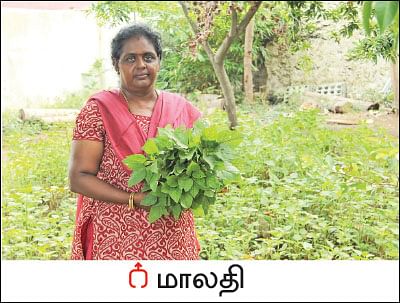 20 சென்ட் வாரம் ரூ 8 ஆயிரம்... - தொடர் வருமானம் கொடுக்கும் கீரைச் சாகுபடி!
