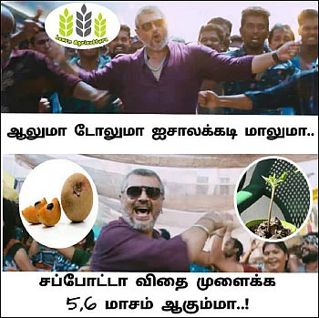 இவர்கள் நல்ல மீமர்கள்!