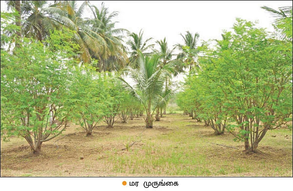 முருங்கை... முத்தான மகசூலுக்குச் சத்தான தொழில்நுட்பங்கள்!