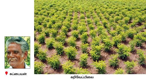 நீங்கள் கேட்டவை : வறண்ட நிலத்துக்கேற்ற உயிர்வேலி எது ? 