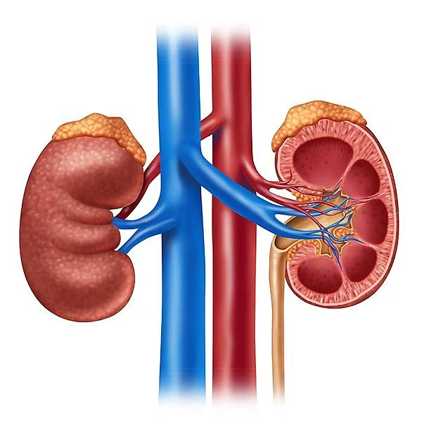 'உங்கள் உடல் சுத்திகரிப்பு நிலையம் சுகமா?’ - #WorldKidneyDay
