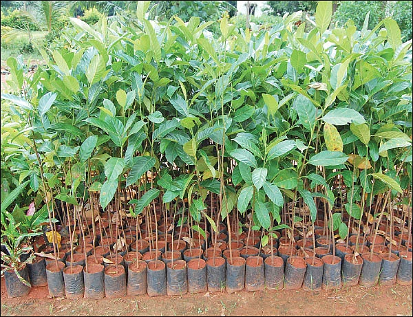 நீங்கள் கேட்டவை: குறைந்த விலையில் மரக்கன்றுகள் எங்கு கிடைக்கும்?