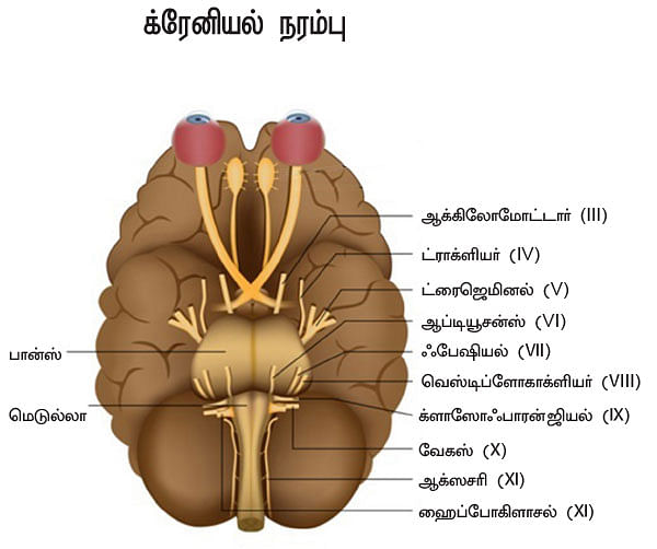 உச்சி முதல் உள்ளங்கால் வரை... - வெர்ஷன் 2.0 - 11