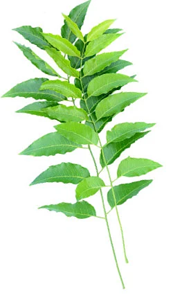 டெங்குவை அழிக்கும் இயற்கை வைத்தியம்!