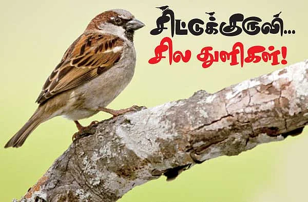 சிட்டுக்குருவி சில துளிகள் !