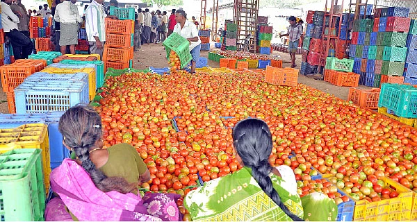 ஒரு கிலோ தக்காளி ரூ100