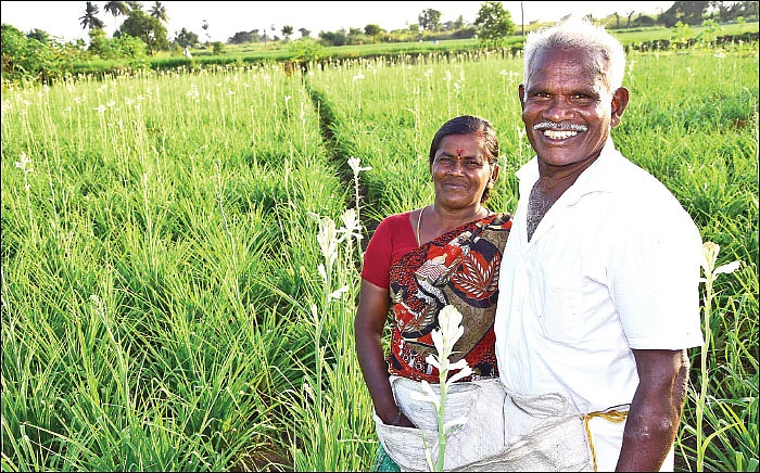 ஏக்கருக்கு ரூ. 1 லட்சம் செழிப்பான லாபம் தரும் - இயற்கை சம்பங்கி