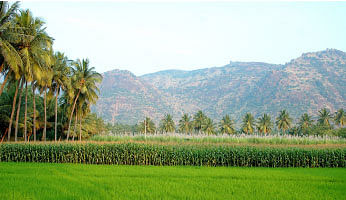 நீங்கள் கேட்டவை : புறா வளர்ப்பு... பலன் கொடுக்குமா?