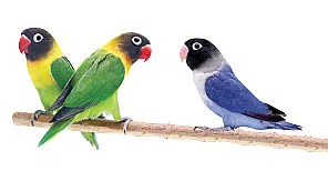 சொன்னதைச் சொல்லும் செல்லங்கள்