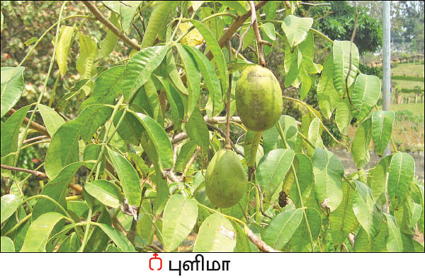 நல்மருந்து - தெரிந்த செடிகள்... தெரியாத பயன்கள்! - 19