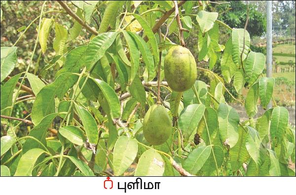 நல்மருந்து - தெரிந்த செடிகள்... தெரியாத பயன்கள்! - 19