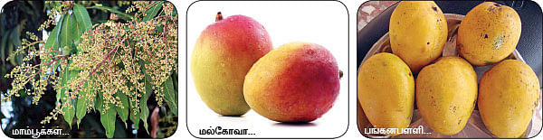 மாயா டீச்சரின் மந்திரக் கம்பளம்!