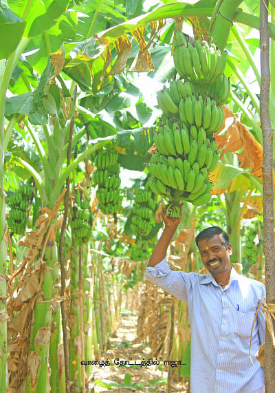 ஒரு ஏக்கர்... ரூ 2,70,000 வருமானம்... நட்டமில்லா விவசாயத்துக்கு கைகொடுக்கும் நாடன் வாழை!