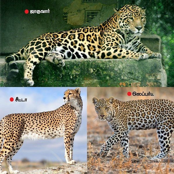 ஜாகுவார், சீட்டா, லெப்பர்ட்... ஒரே உருவம்...ஆனால், ஒவ்வொன்றும் ஒருவிதம்! | Do you know the difference between Leopard, Cheetah and Jaguar? ஜாகுவார், சீட்டா, லெப்பர்ட்... ஒரே உருவம்...ஆனால், ஒவ்வொன்றும் ஒருவிதம்! | Do you know the difference between Leopard, Cheetah and Jaguar?