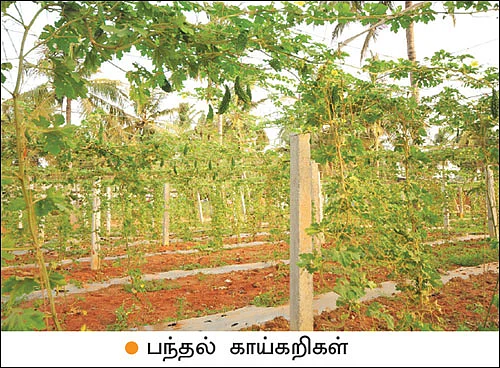 கலக்கலான வருமானம் தரும் கலப்புப் பயிர்கள்!
