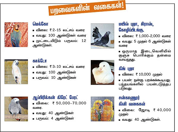 பறவை வளர்ப்பு... பணத்துக்குப் பணம்; மகிழ்ச்சிக்கு மகிழ்ச்சி!