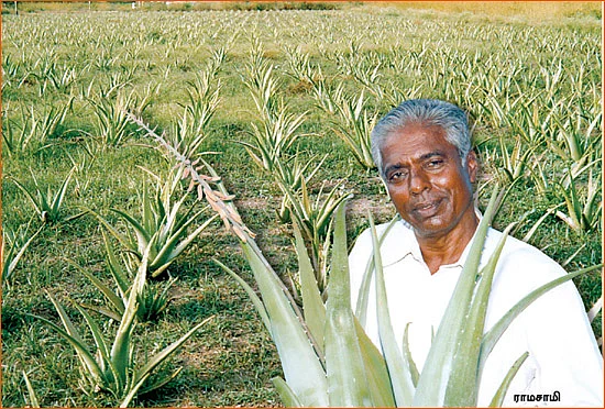 கற்றாழை தந்தது கார், பங்களா!