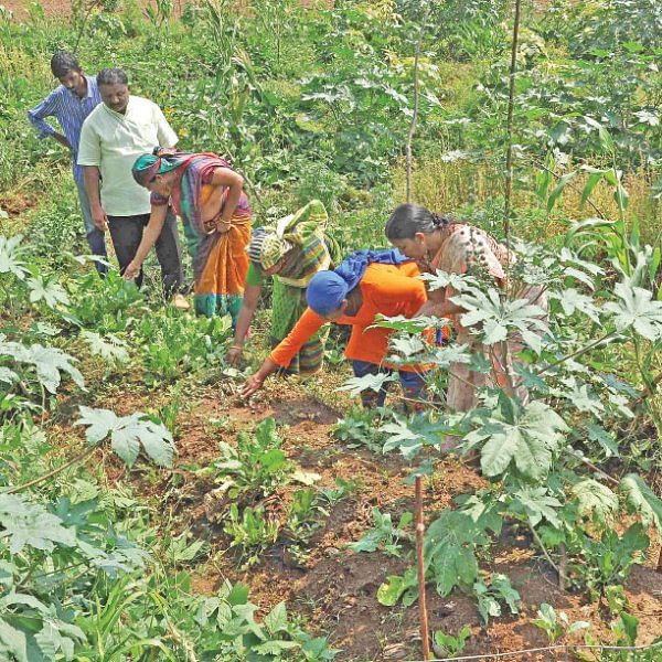ஒரு நாள் விவசாயி! பருவம் - 2 - அசத்தலான இயற்கைப் பண்ணை!