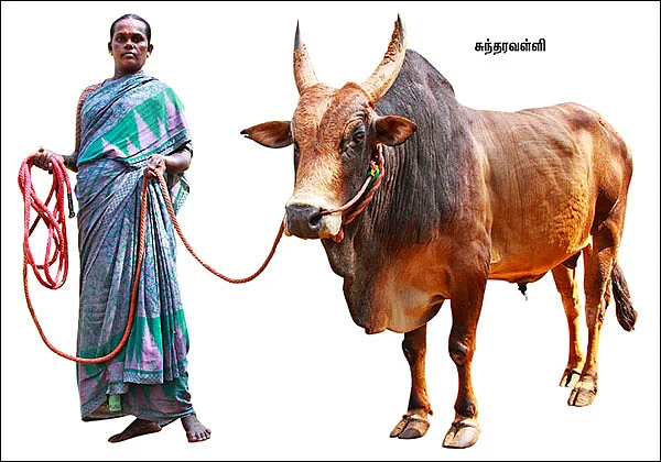 சாதிக்க, செவலை ரெடி!