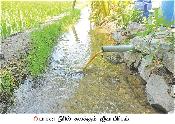 விளைச்சலை அள்ளிக் கொடுக்கும் ஜீவாமிர்தம்... பாசன முறையில் புதுமை!