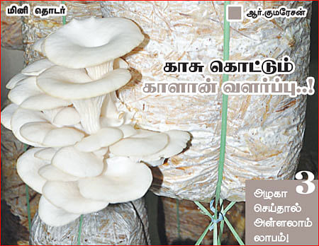 அழகா செய்தால் அள்ளலாம் லாபம்! - 3