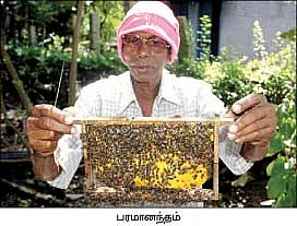 தேன் மழை பொழியுது...தென்னை மகசூல் கூடுது...