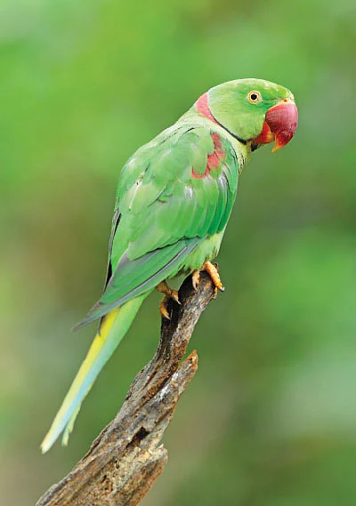 சொன்னதைச் சொல்லும் செல்லங்கள்