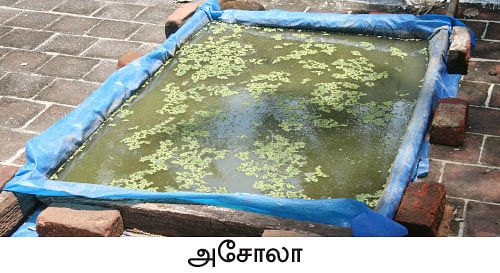 நீங்கள் கேட்டவை: “ஹைட்ரோஃபோனிக்ஸ் பசுந்தீவனம் லாபம் கொடுக்குமா?”