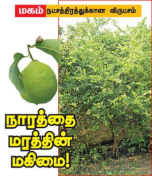 ஆரோக்கியம் அருளும் ஆலய விருட்சங்கள்!