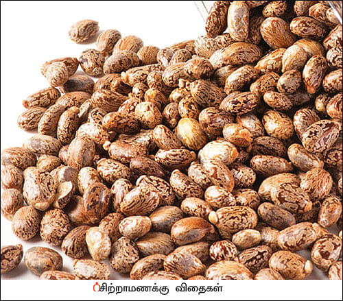 நல்மருந்து - தெரிந்த செடிகள்... தெரியாத பயன்கள்! - 10