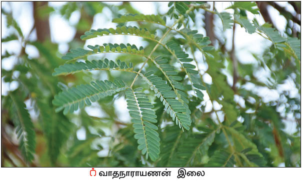 நல்மருந்து தெரிந்த செடிகள்... தெரியாத பயன்கள்! - 16