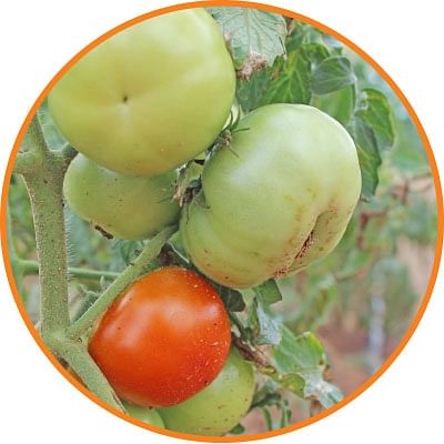 நெல், கரும்பு,தக்காளி,கத்திரி,ஆடு, மாடு,கோழி... மழைக்கால பராமரிப்பு!