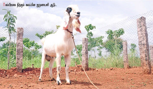ஜமுனாபாரி, தலைச்சேரி, நாட்டு ஆடுகள்!
