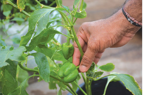 காய்கறிகள்... பழங்கள்... மூலிகைகள்... மாடியில் செழிக்கும் இயற்கைத் தோட்டம்!