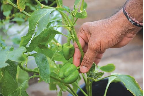 காய்கறிகள்... பழங்கள்... மூலிகைகள்...  மாடியில் செழிக்கும்  இயற்கைத் தோட்டம்!