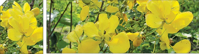 முகத்தில் கருமை விரட்டும் ஆவாரம்பூ!