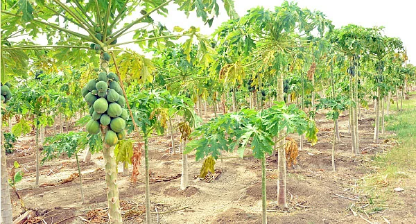 2 ஏக்கர், ரூ. 3,74,000... ‘நச்’ லாபம் கொடுத்த நாட்டுப் பப்பாளி, யாழ்ப்பாணம் முருங்கை!