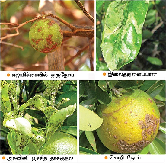 ஏற்றம் தரும் எலுமிச்சை... நடவு முதல் அறுவடை வரையான நுட்பங்கள்!