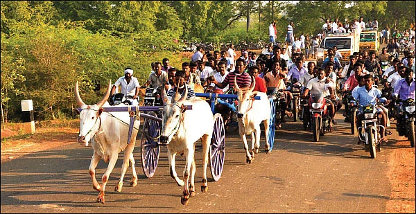 நல்ல உழவு மாடுதான் ரேஸ்ல ஜெயிக்கும்!