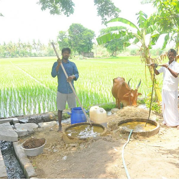 விளைச்சலை அள்ளிக் கொடுக்கும் ஜீவாமிர்தம்... பாசன முறையில் புதுமை!