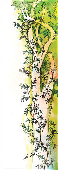 வீரயுக நாயகன் வேள்பாரி - 81