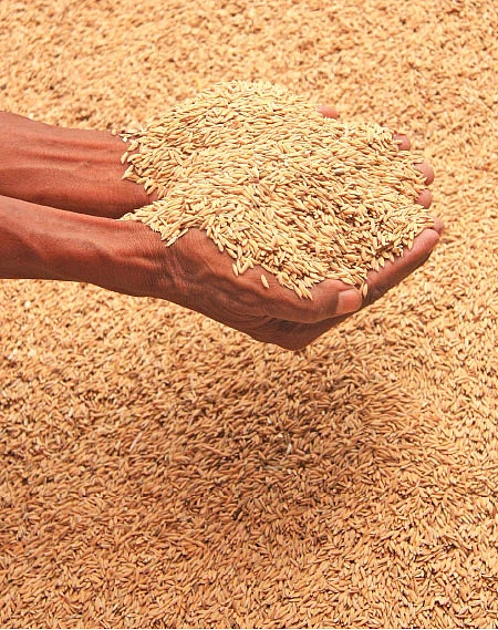 விதைகள் இங்கே கிடைக்கும்...