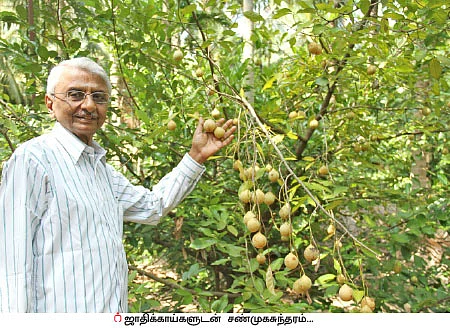 தென்னையில் ஜாதிக்காய்!