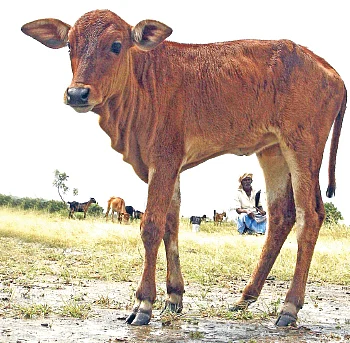 மாடுகளை வெச்சு சம்பாதிக்கறது பாவம்! - இது தீர்த்தமலையின் தீர்ப்பு